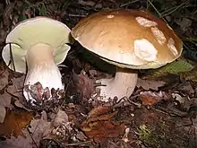 A bolete, Boletus edulis, showing the solid looking, spongy bottom surface, which is the defining characteristic of boletes.