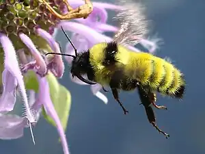 Golden northern bumble bee