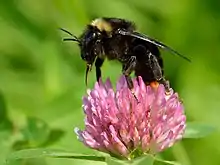 Bombus rupestris