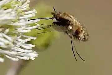 Large bee-fly