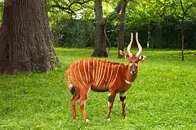 Bongo (Tragelaphus eurycerus)