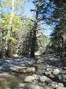 Bonita Creek, facing upstream from a point near Stafford Cabin.