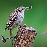 Short-toed treecreeperCerthia brachydactyla