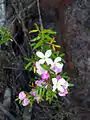 Mount Imlay Boronia