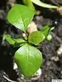 Bosea cypria seedling