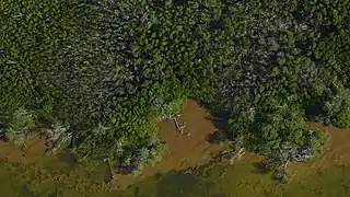 Aerial view of the Boqueron mangroves forest, 2018.