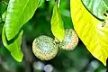 Side view of paired follicles (fruits) borne at stem tip. Jardin botanique de Limbé, Cameroun.