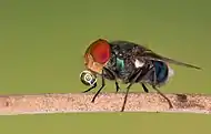 Image 68Numerous species of Calliphoridae or blow fly commonly known as Green bottle fly are found in Bangladesh. The pictured specimen was photographed at Baldha Garden, Dhaka.Photo Credit: Azim Khan Ronnie