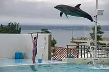 Profile photo of dolphin soaring over the outstretched arms of an aquarium entertainer