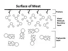 The water molecules create a physical barrier between the proteins on the surface of the meat and the triglyceride molecules in the oil.