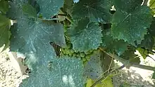 Bordeaux mixture on grapevines near Montevibiano, Italy.