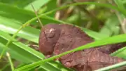 In Tokyo, Japan. They can appear reddish-brown depending on their environment