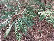 Bowenia Lake Tinaroo form in sclerophyll woodland near Lake Tinaroo, Atherton Tableland, far north Queensland