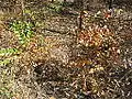 Bowenia Lake Tinaroo form in sclerophyll woodland after recent bushfire, near Lake Tinaroo, Atherton Tableland, far north Queensland