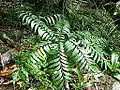 Bowenia spectabilis at Mossman Gorge, Queensland, Australia