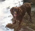 A brown spaniel faces the camera in the snow.