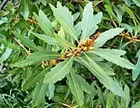 Young flower buds. The name stellatifolium refers to the star-shaped rosettes of its leaves.