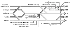 Brachial plexus