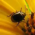 Brachypnoea sp. on sunflower