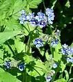 Green alkanet (pentaglottis sempervirens)