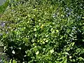 Green alkanet, herb Robert and creeping buttercup.