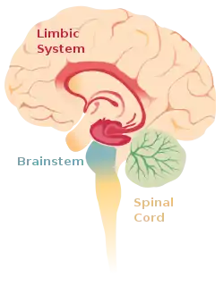 Alternative text, Limbic system of the brain