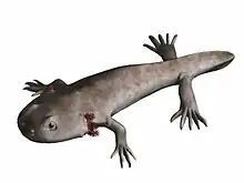 Branchiosaurus sp.