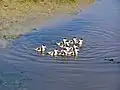 Ducklings on Borkum (Germany)