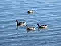 Brant Geese