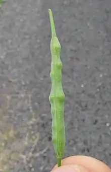 Pod with seeds inside