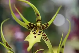 × Brassidium Shooting Star 'Black Gold'