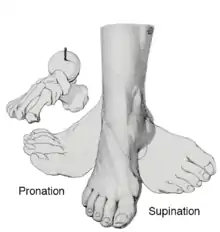 Supination and pronation of the foot