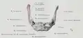 The insertion of the mylohyoid muscle on the hyoid bone.