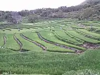 Rice Terraces Guinacot