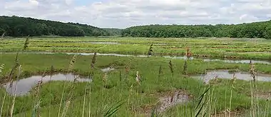 A salt marsh.