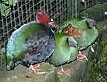 Captive male with two females