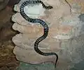 Broad-headed snake