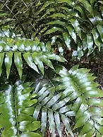 Shining spleenwort (Asplenium oblongifolium)