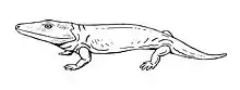 Broomistega putterilli, of the early Triassic of South Africa