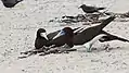 Female and male at their stick nest on a beach, Australia