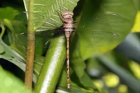 female