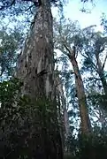 Brown Mountain old growth shining gum