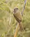 At Singalila National Park, West Bengal, India