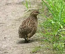 Brown quail ("Coturnix ypsilophora")