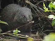 Brown and gray mongoose