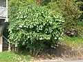 Brugmansia × candida,  Mangonui, North Island, New Zealand