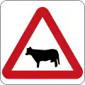 Oxen