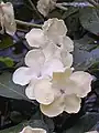 Brunfelsia americana