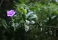 Brunfelsia grandiflora : flowering branch seen in profile, showing buds and single bloom.