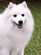 White Japanese Spitz